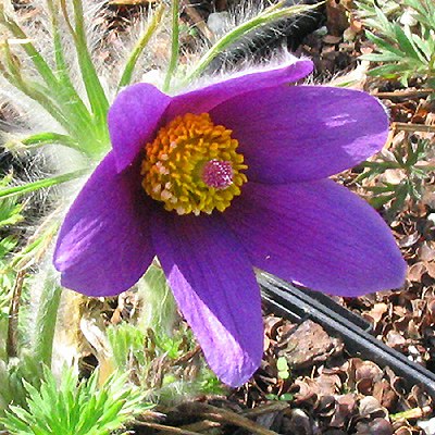 Purple pulsatilla patens