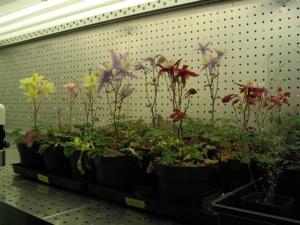 Aquilegia x coerulea “Origami” in the growth chamber