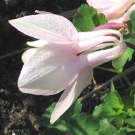 Aquilegia Flabellata