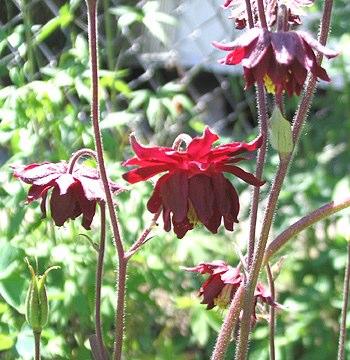 Mutant Aquilegia hybrida 