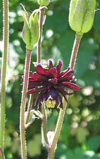 Mutant Aquilegia vulgaris 