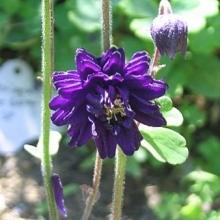 Mutant Aquilegia vulgaris 