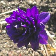 Mutant Aquilegia vulgaris 