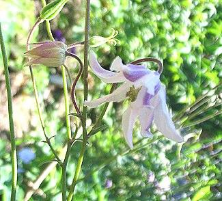 Mutant Aquilegia vulgaris 