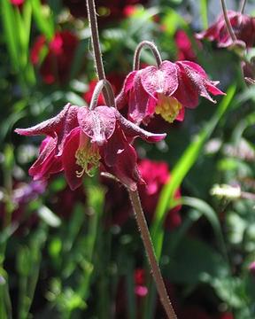 Mutant Aquilegia vulgaris 