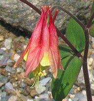 Aquilegia canadensis