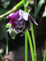 Mutant Aquilegia vulgaris 