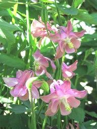 Pink Aquilegia vulgaris