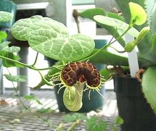 Aristolochia fimbriata