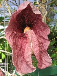 Aristolochia gigantea