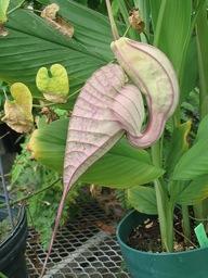 Aristolochia sp.