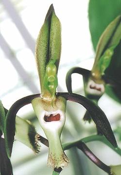 Catasetum incurvum