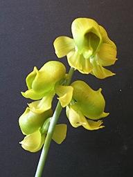 C. planiceps