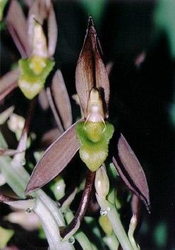 Catasetum grandiflorum