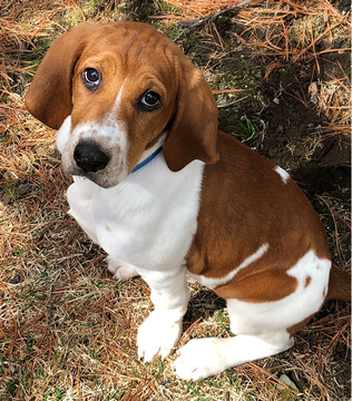 Charlie the dog