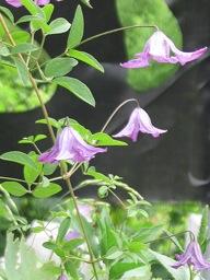 Clematis sp.