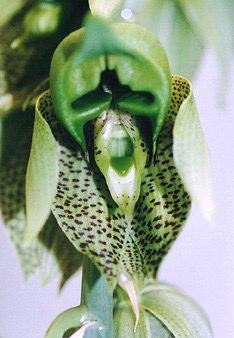 C. naso