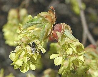 Corylopsis sinesis