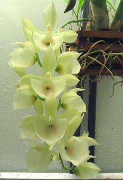 C. pileatum Male