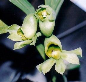 C. pileatum Female