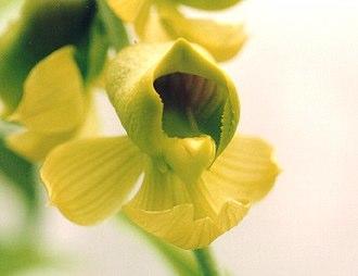 C. planiceps