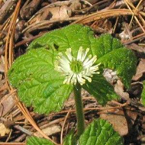 Hydrastis canadensis