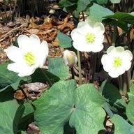 Jeffersonia diphylla