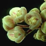 Meliosma dilleniifolia