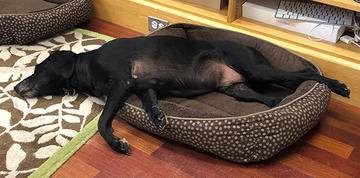 Oscar sleeping on the job