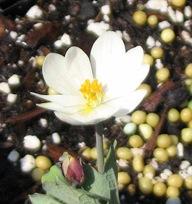 Sanguinaria canadensis
