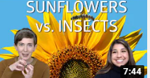 ScienceIRL episode picture sunflowers versus insects