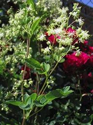 Thalictrum sp.