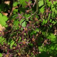 Xanthorhiza simplicissima