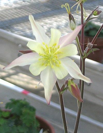 Aquilegia pubescens