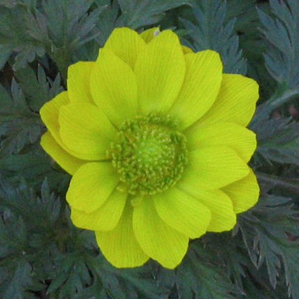 Adonis vernalis