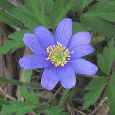 Anemone sp.