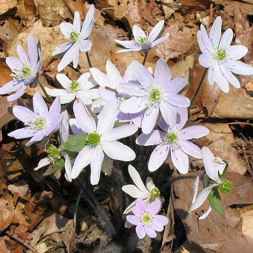Anemone nemorosa