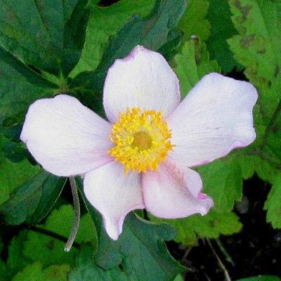 Anemone hybrida