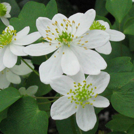 Anemonella (Thalictrum) thalictroides