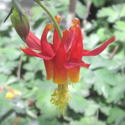 Aquilegia formosa