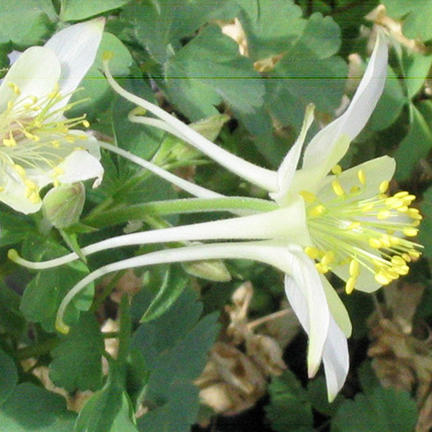 Aquilegia Pubescens