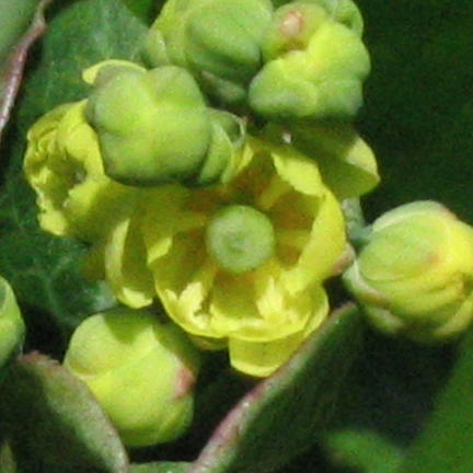 Berberis winteriae