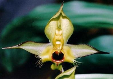 C. osculatum
