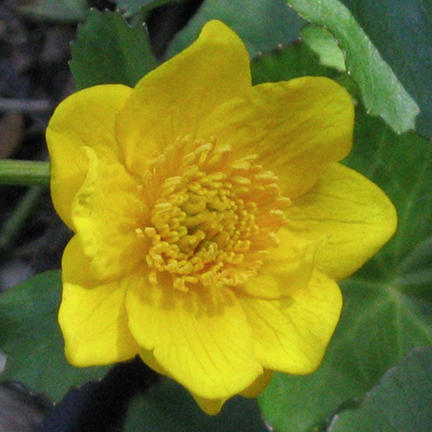 Caltha palustris