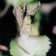 Catasetum fimbriatum