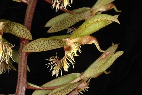 C. lanciferum