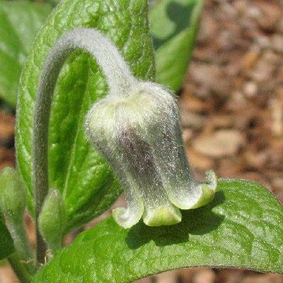 Clematis sp.