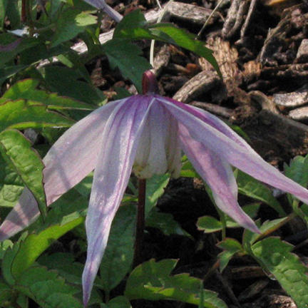 Clematis macropetala