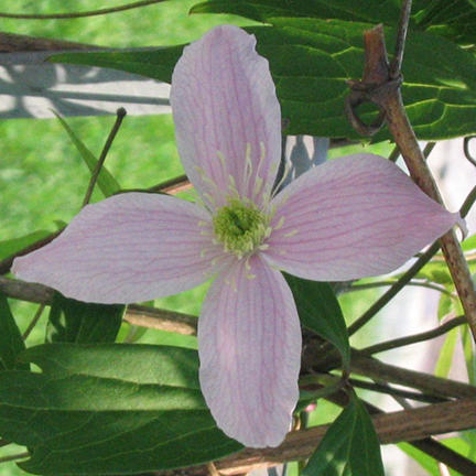 Clematis montana