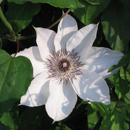 Clematis 